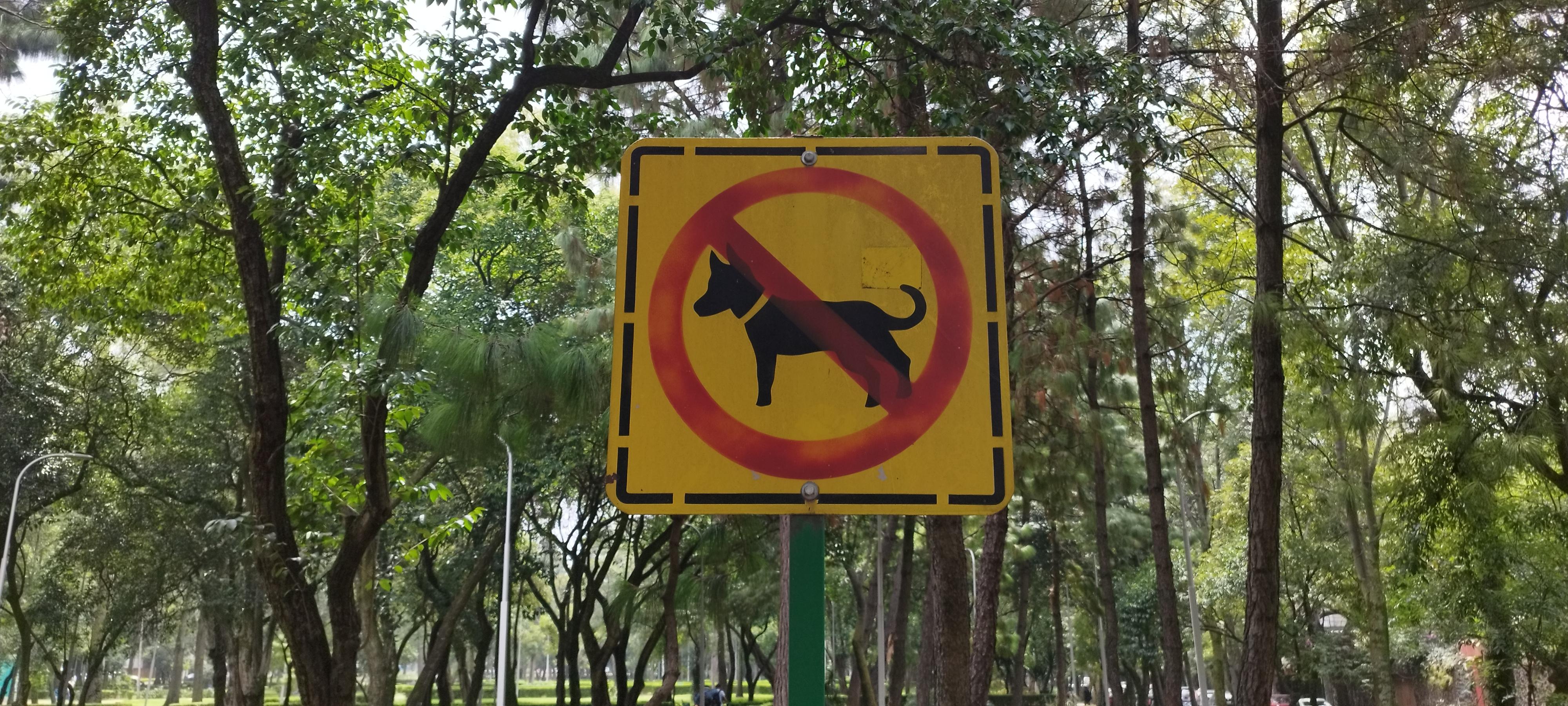 Un señalamiento amarillo de viejo que indica   prohibido perros en un parque